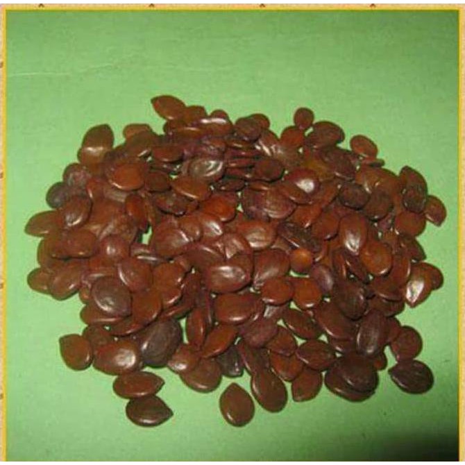 Super 4 Kg Biji Benih Herbal Pete Cina Lamtoro