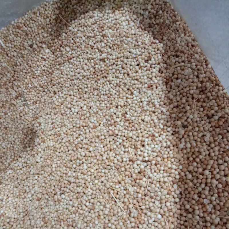 

biji ketumbar warna kuning 1 kg super murah