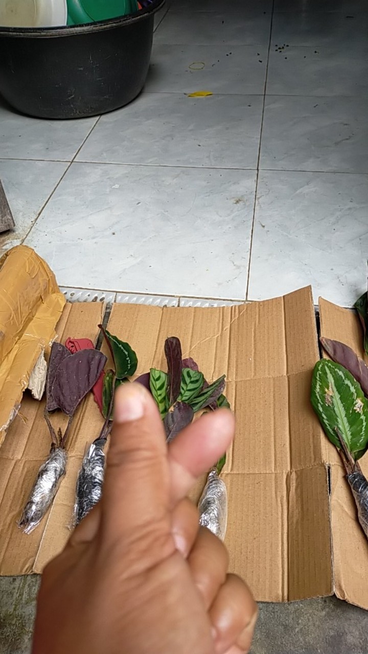 Tanaman Hias Calathea Makoyana - Chalatea - Kalatea