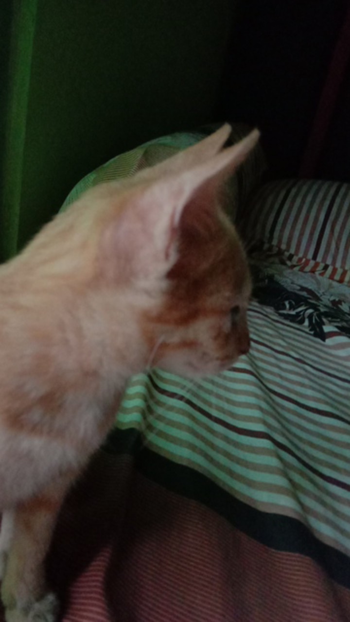 Shopashop Solo Batik Couple Syahnaz Tulle Mutiara - 5 Warna