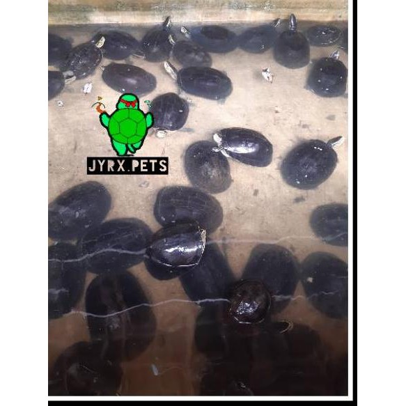 Ready Stok ZJL6 Kura kura ambon JUMBO 20cm UP SEPASANG garansi 100% FREE daun ketapang JO Z KKE