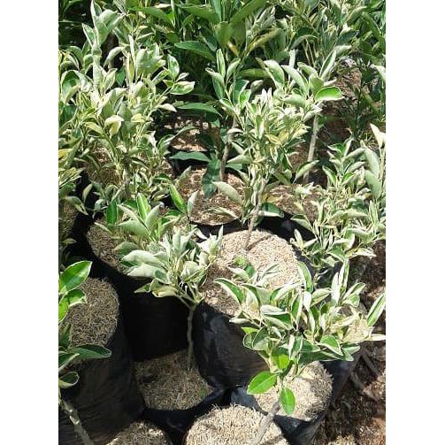 Unggulan Tanaman Buah Jeruk Sunkist Varigata'E Kw+