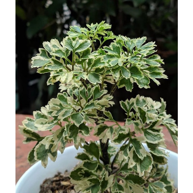 tanaman hias andong laut mini varigata kedongdong laut merkitik