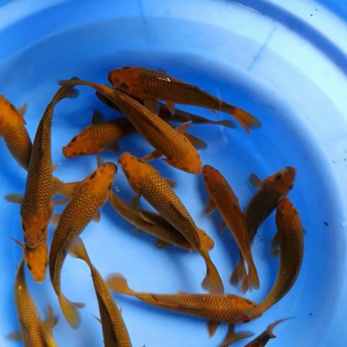 Promo Ikan Koi Blitar Chagoi/Cagoi Tembaga
