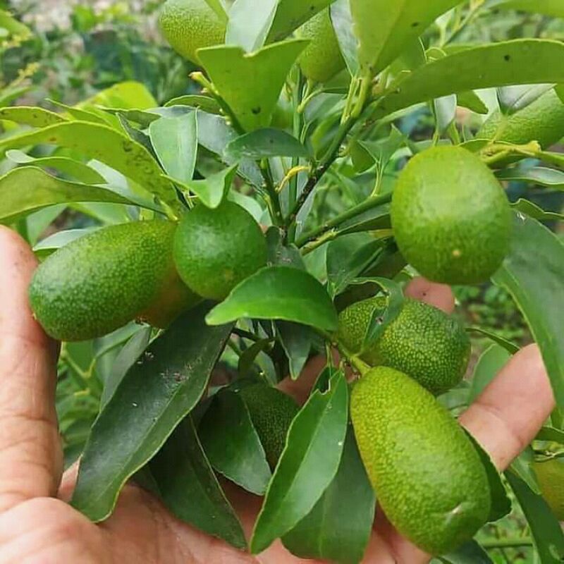 Jual Bibit Jeruk Nagami Berbuah Shopee Indonesia 7270