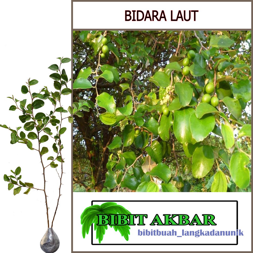 

Bibit Tanaman Herbal Bidara Laut