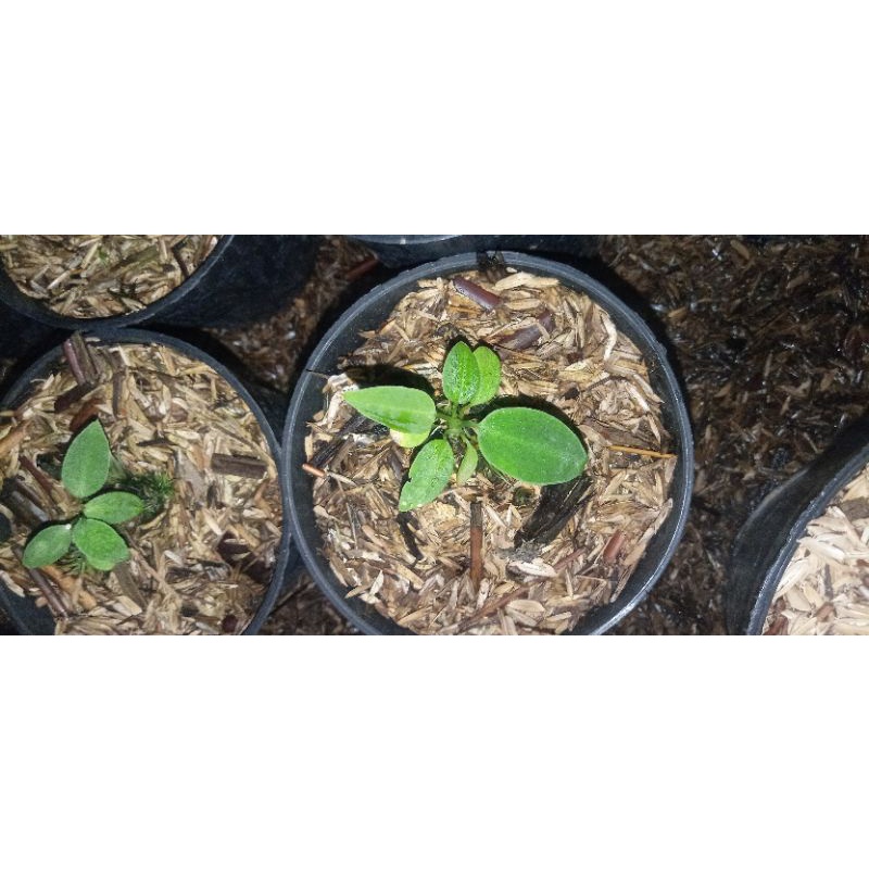 anthurium warocqueanum.  / lidah gajah