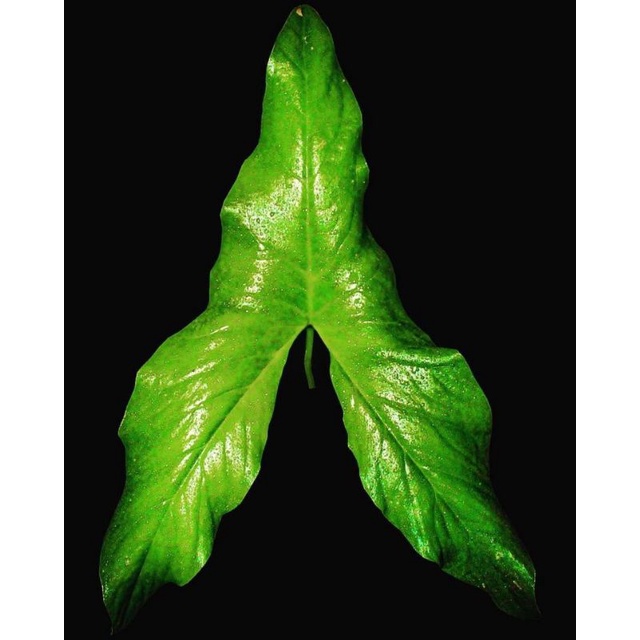 MURAH BONGGOLAN ALOCASIA BLACK JACK PER/KG