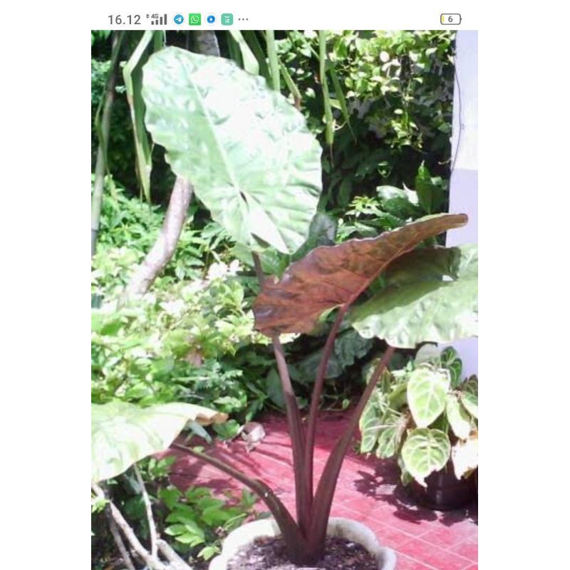 keladi hitam/sente hitam