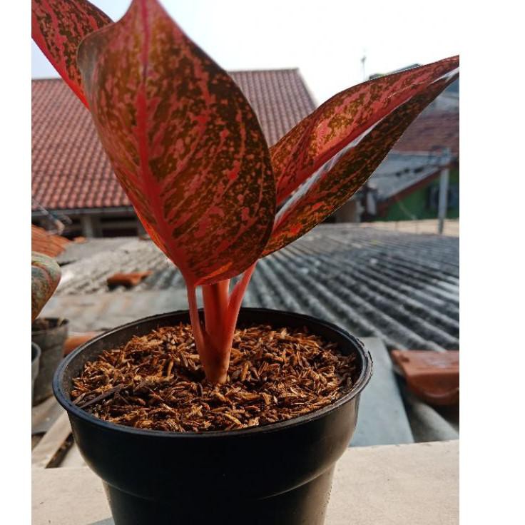 『 1.1  』 aglaonema tiara "