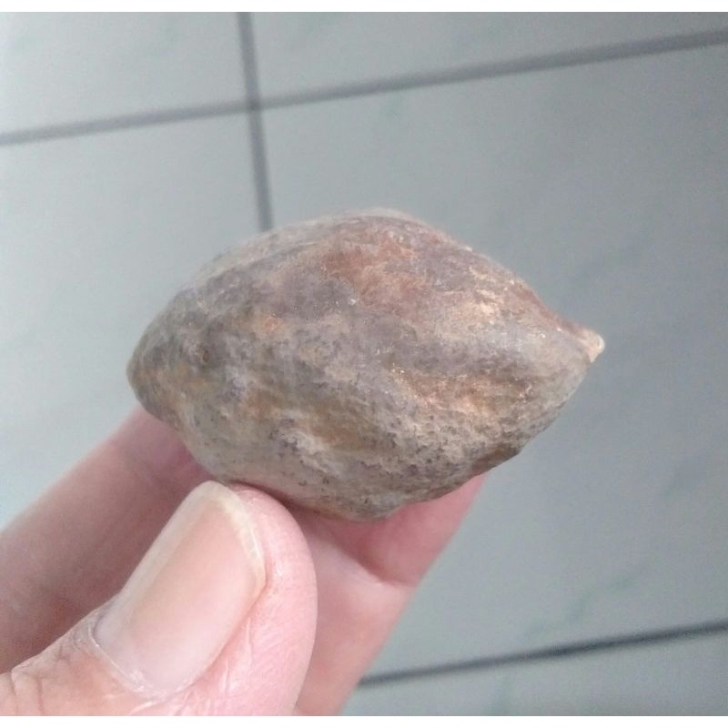 Kemiri Adu Muncang Adu Pedang Ori Tua Jatuhan