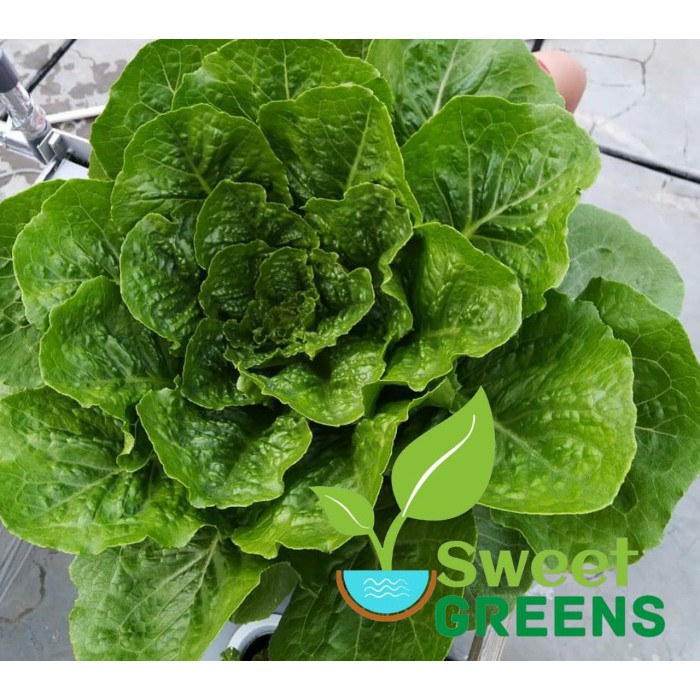 Benih RZ Rijk Zwaan Maximus Selada Green Romaine Lettuce