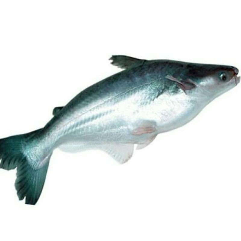 

IKAN PATIN PER KG - SAYUR SEGAR PALEMBANG