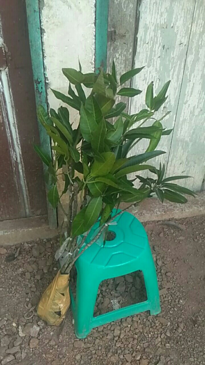 Paket 3 Bibit Mangga Kiojai Supermurah