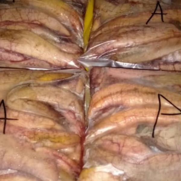 

PROMO HARI INI Telur ikan tenggiri