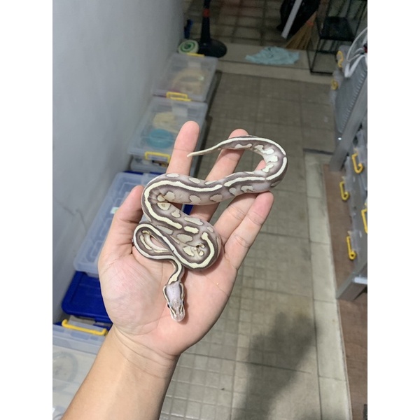 

ballpython butter pastel vanilla