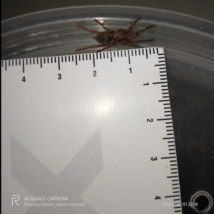 toy-prank-gag- mainan tarantula c.darlingi tarantula bertanduk, ls ±2,5cm, unsex -gag-prank-toy.