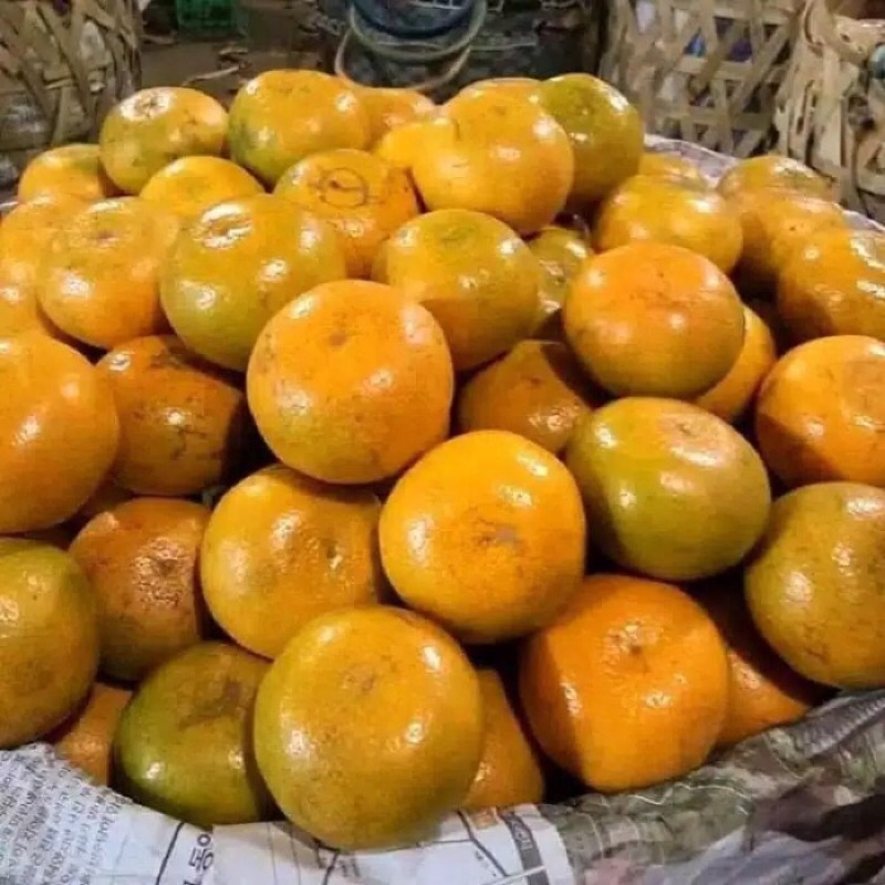 

Buah Jeruk Medan Berastagi Super manis