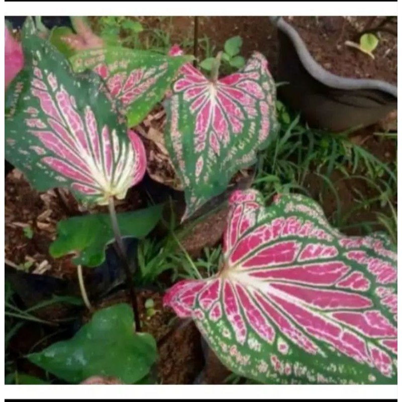 bibit tanaman hias keladi wayang tanaman hias unik keladi wayang