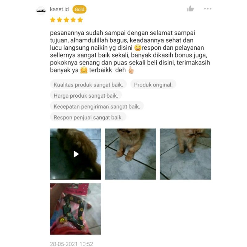 KUCING PEAKNOSE KUCING PERSIA PEAKNOS KUCING PIKNOS KUCING JANTAN PEAKNOSE KUCING PEAKNOSE JANTAN