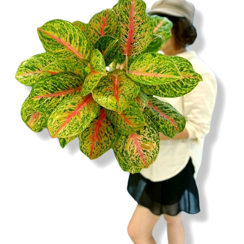Aglonema big papa (Tanaman hias aglaonema big papa) - tanaman hias hidup - bunga hidup - bunga aglonema - aglaonema merah - aglonema merah - aglaonema murah - aglonema murah