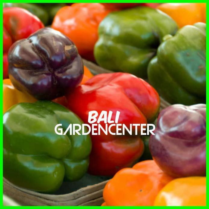 Paket Benih Biji Bibit Buah Paprika 4 Jenis $_$