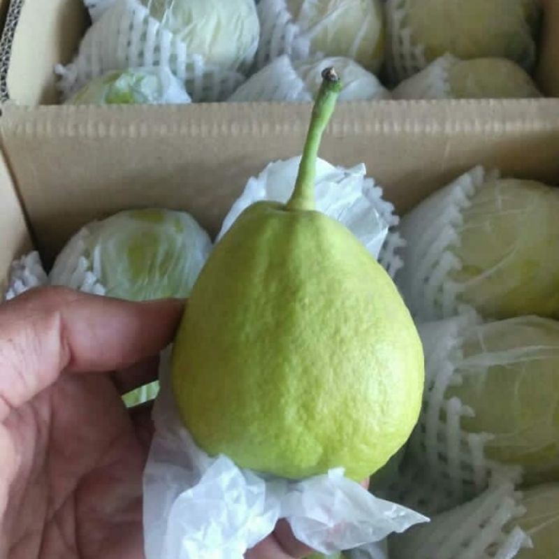 

BUAH PEARS XIANGLIE /PIR XIANG LIE 500 GRAM FRESH