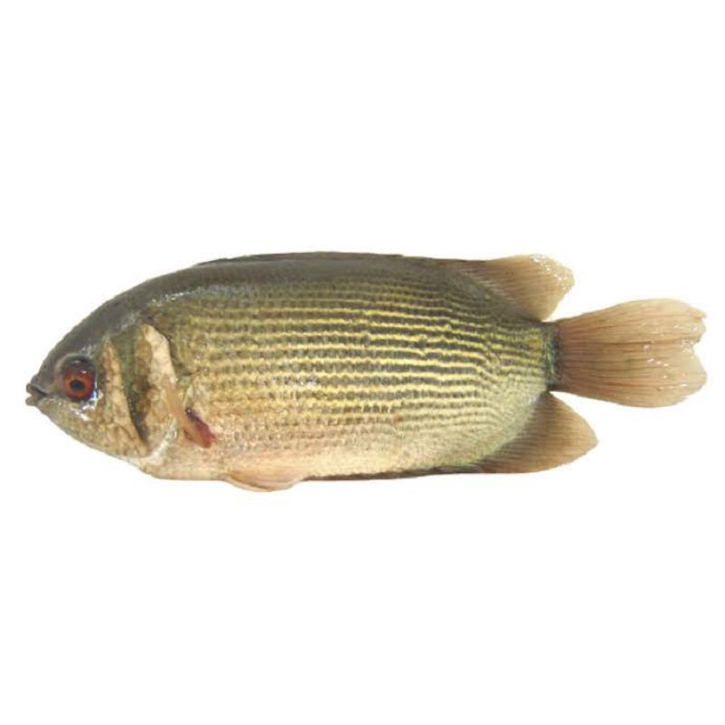 Ikan Biawan Segar