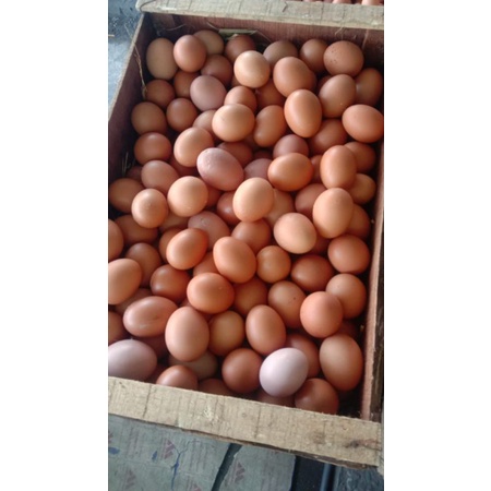 

Telur Coklat Grade A Murahh