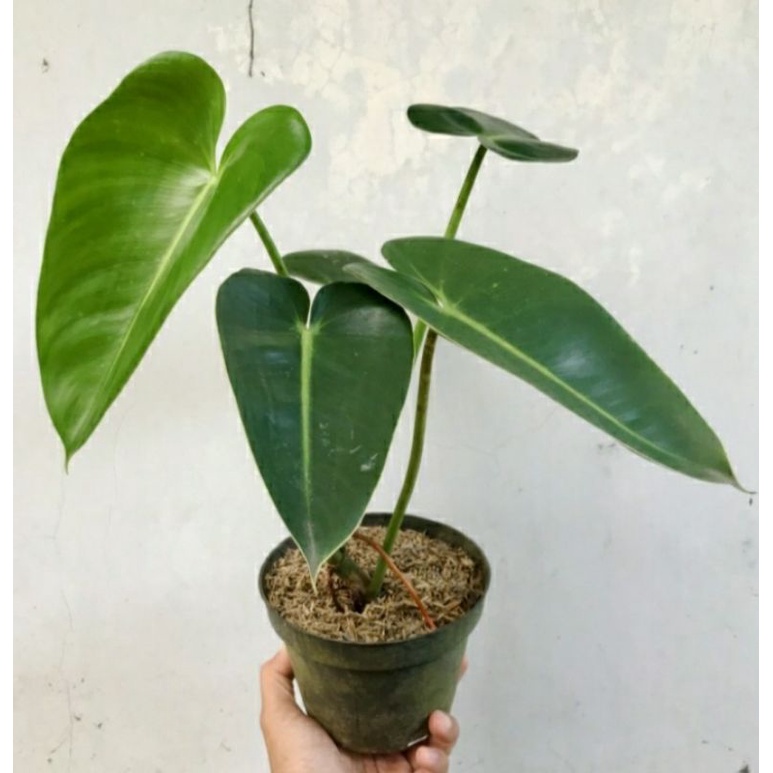 Philodendron ilsemanii philo corcovanda pilo langka