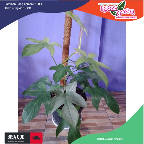 Philodendron florida ghost variegata mint GEDE