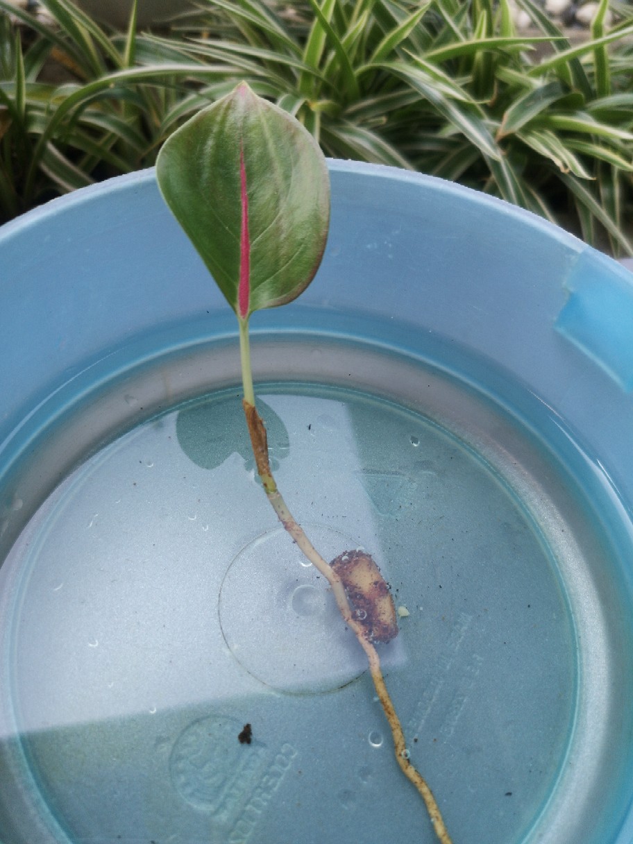 Suksom Jaipong Anakan/suksom Jaipong Bonggolan 2~3 Helai