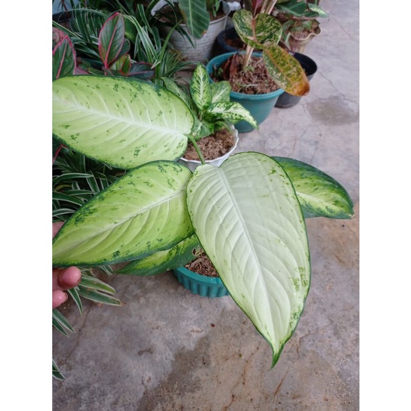 diven tisu murah sudah dewasa