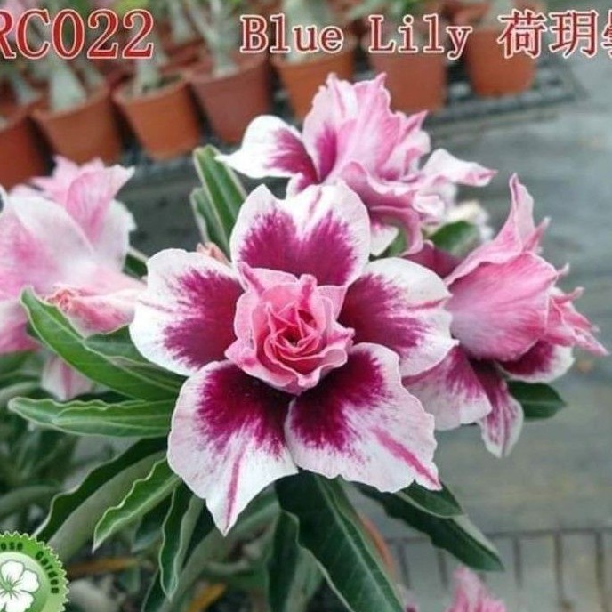 Adenium bunga tumpuk "Blue lily"