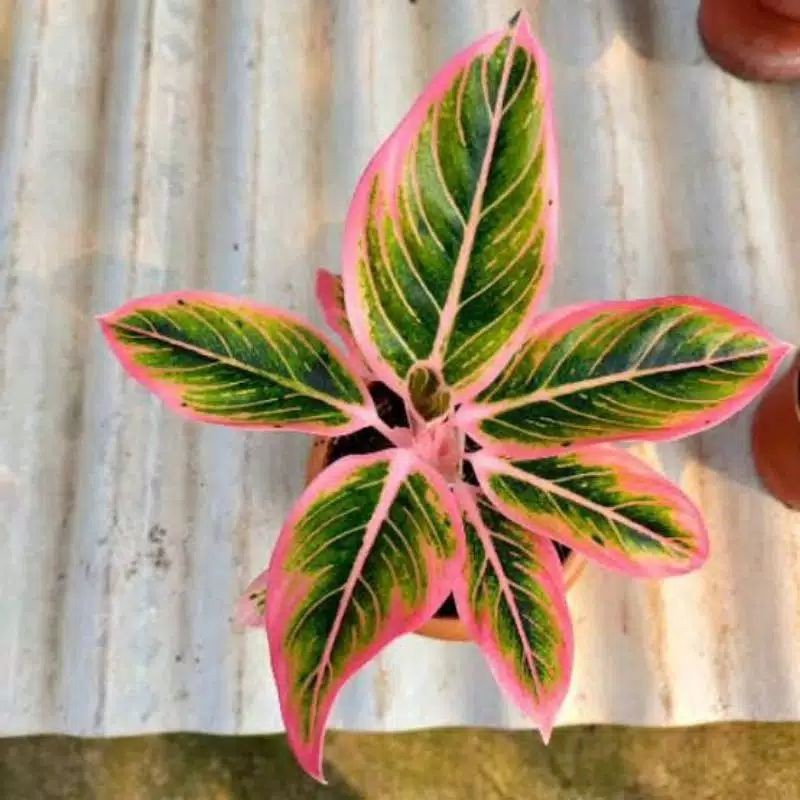 aglonema tanaman hias aglonema kw an lotus (aglonema lipstik klasik) indukan