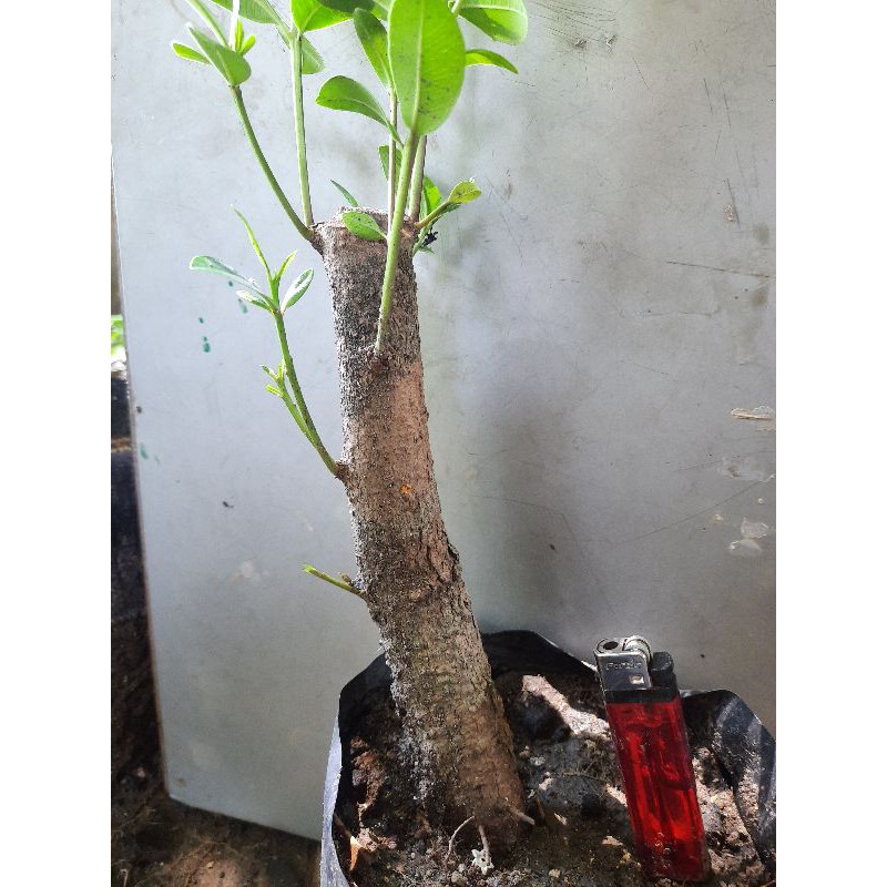 bahan bonsai jamblang/juwet/bibit tanaman herbal jamblang.