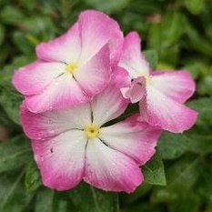 BENIH VINCA JEPANG WHITESPLASH.BENIH VINCA GANTUNG.BENIH.BUNGA VINCA GANTUNG.VINCA JUNTAI