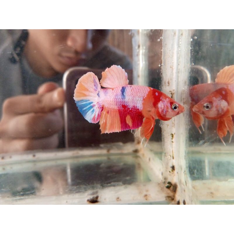 Ikan cupang plakat Nemo candy