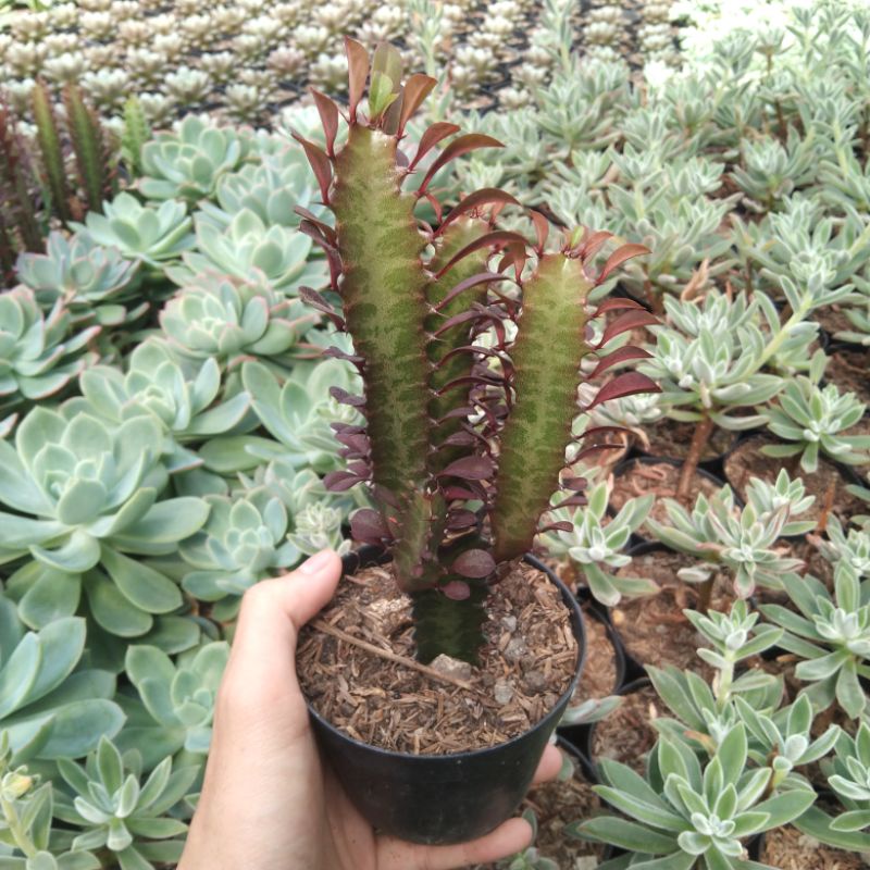 Sukulen Trigoana Merah