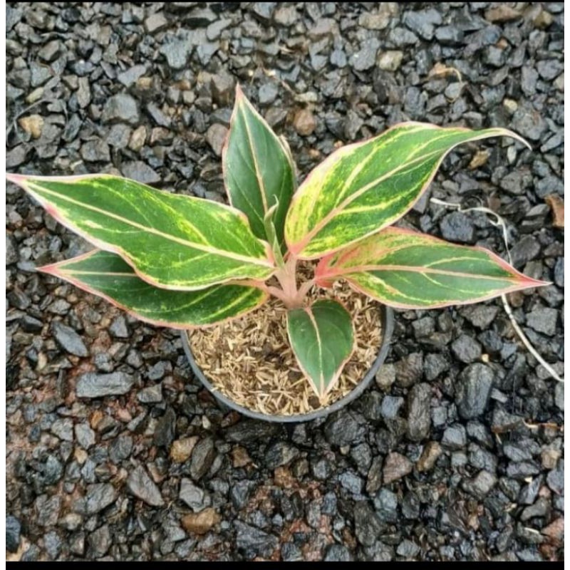 Tanaman hias Aglonema Lipstick Pink - Aglonema pink