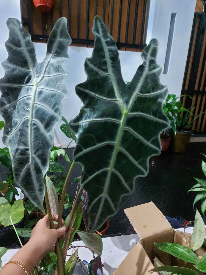 Tanaman Hias Keladi Amazon Murah