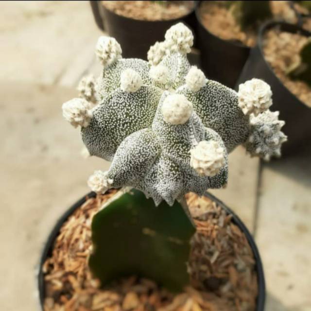 Kaktus astrophytum grafting