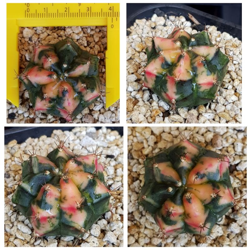 kaktus ownroot gymno mihanovichii / miha carnelian variegata varigata var