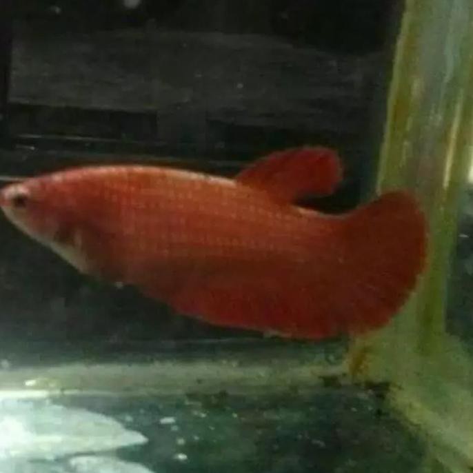 Terbaru Jual Cupang Betina Pk Super Red