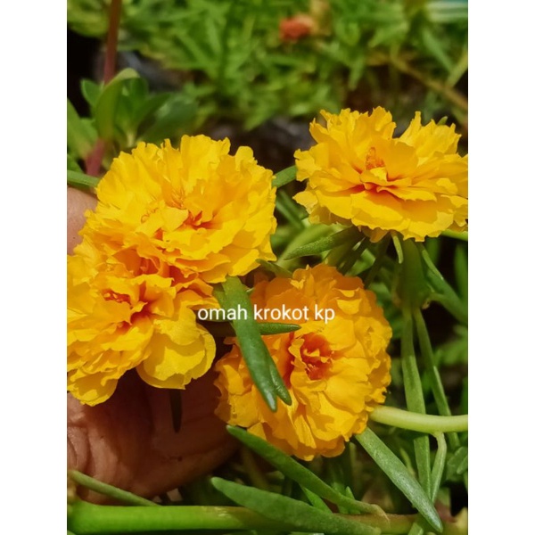 krokot LEMON(KROKOT SULTAN)