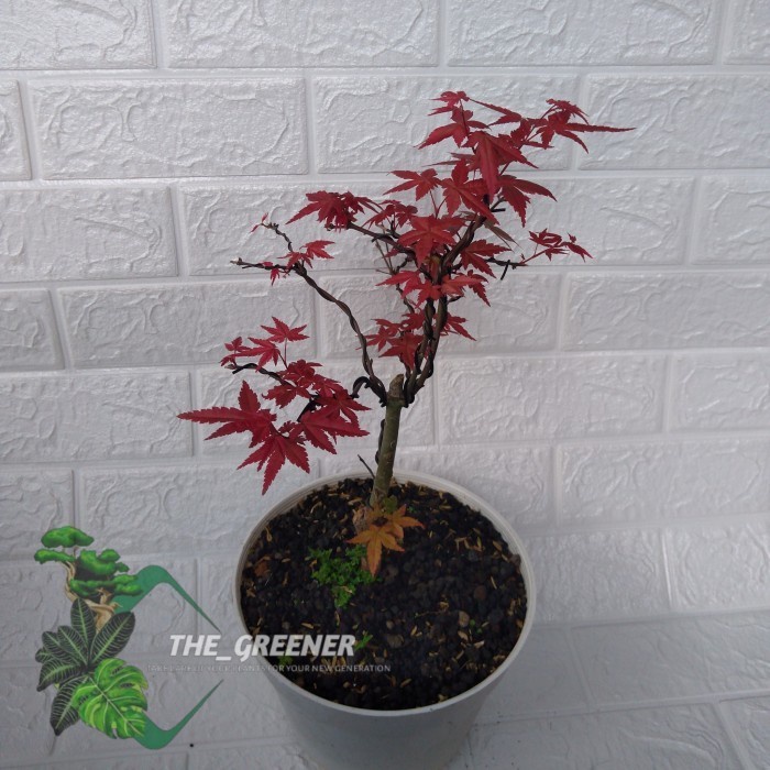 bonsai Japanese red maple