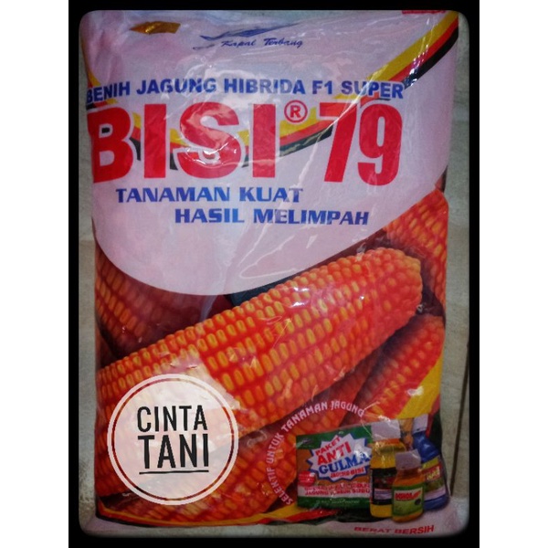 Benih Jagung Bisi 79 Original 1kg