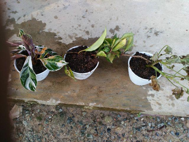 Tanaman Hias Hoya Bunga Merah Mindorensis Red Untuk Tanaman Gantung