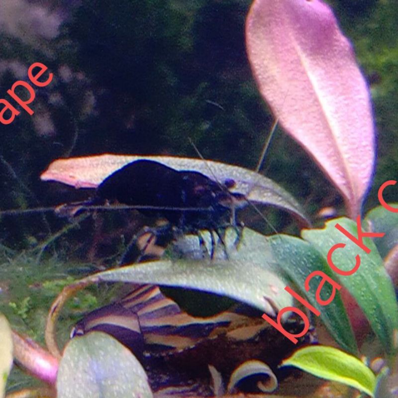 

Black Coco