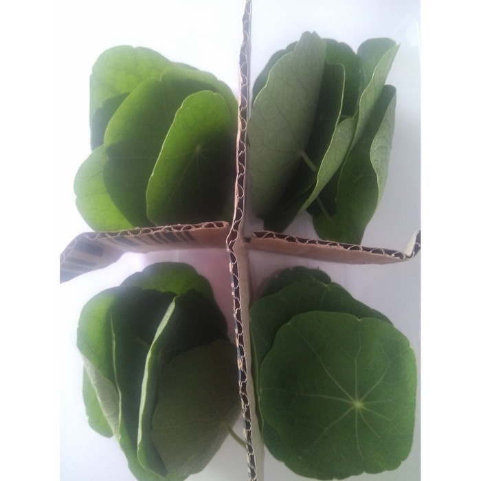 

Daun Nasturtium Leaf 20/pack untuk Garnish